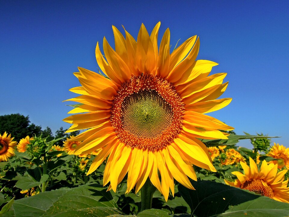 Summer plant yellow