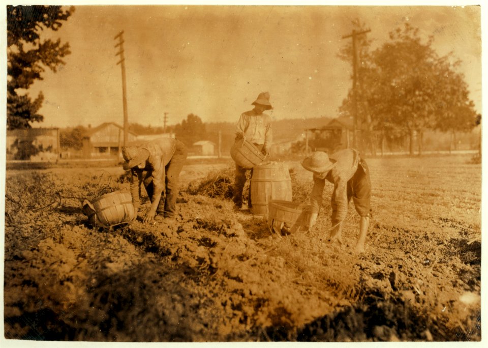 Digging potatoes. 14 and 16 years old. LOC nclc.00560
