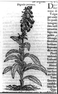 Digitalis purpurea LCCN2005680907