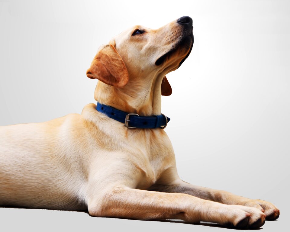 Pet animal canine