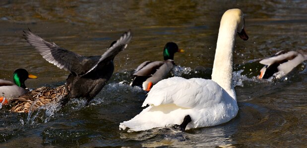Ducks swans birds photo