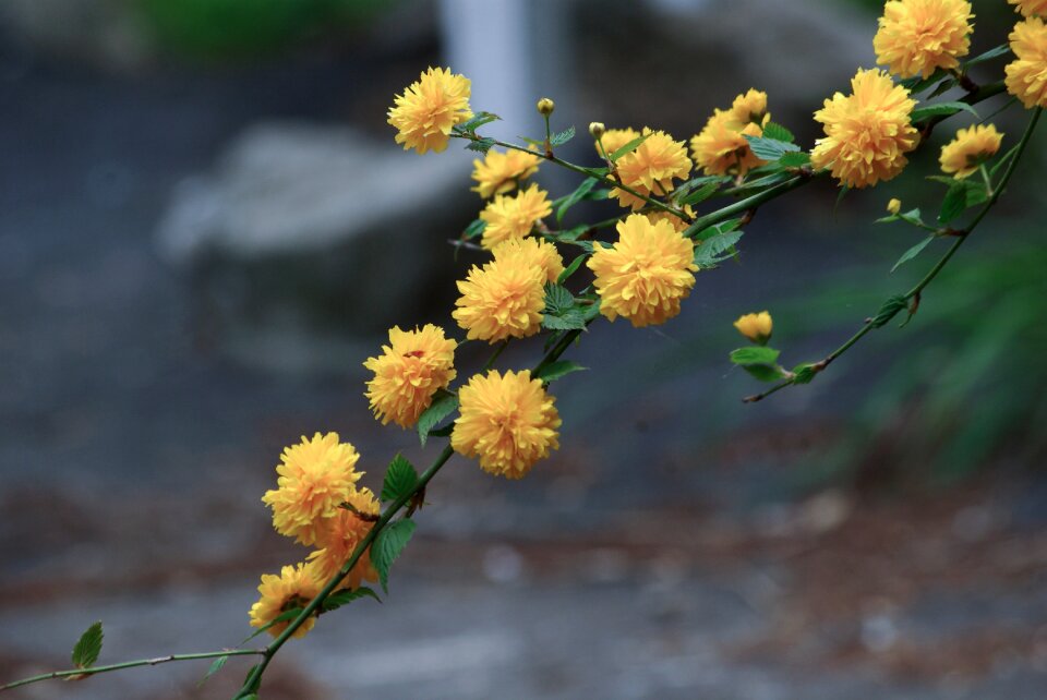 Plants season spring