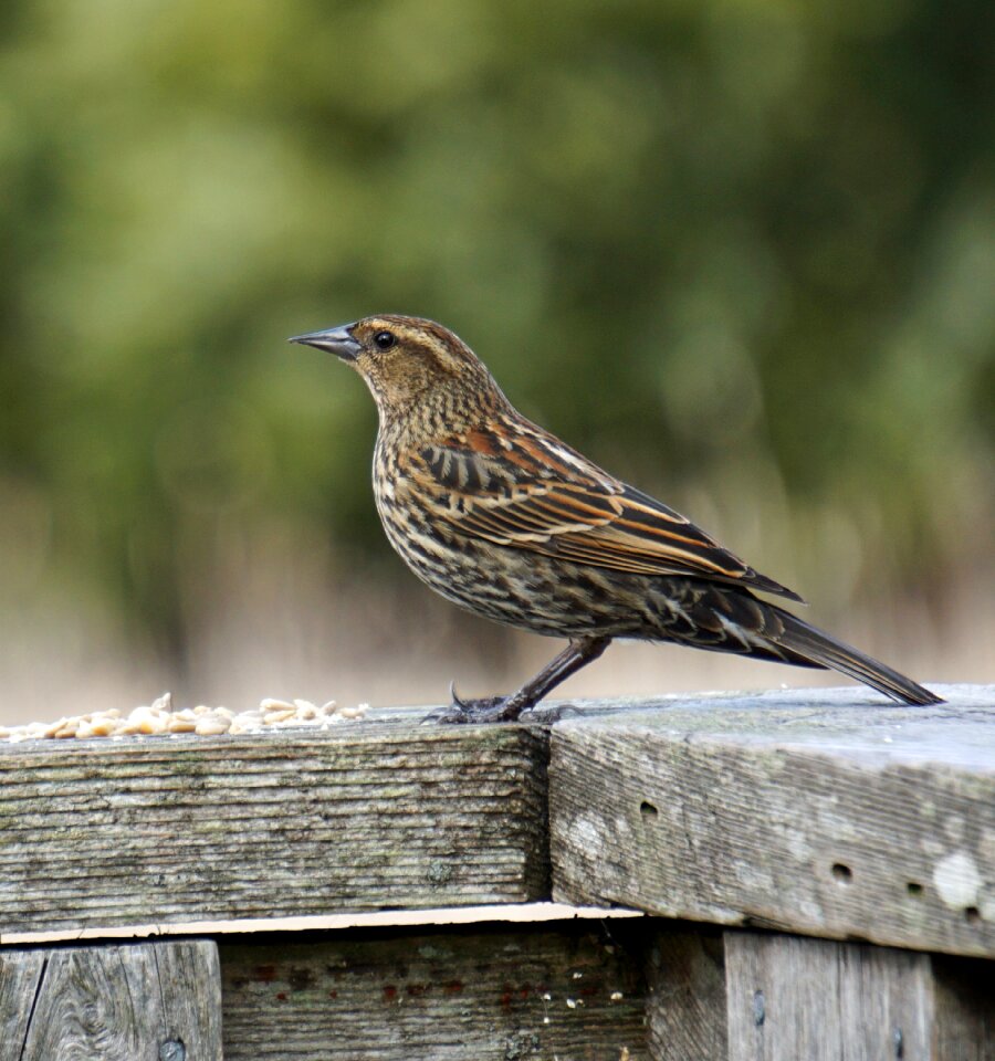 Animal outdoors red winged blackbird female