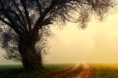 Nature dawn foggy photo