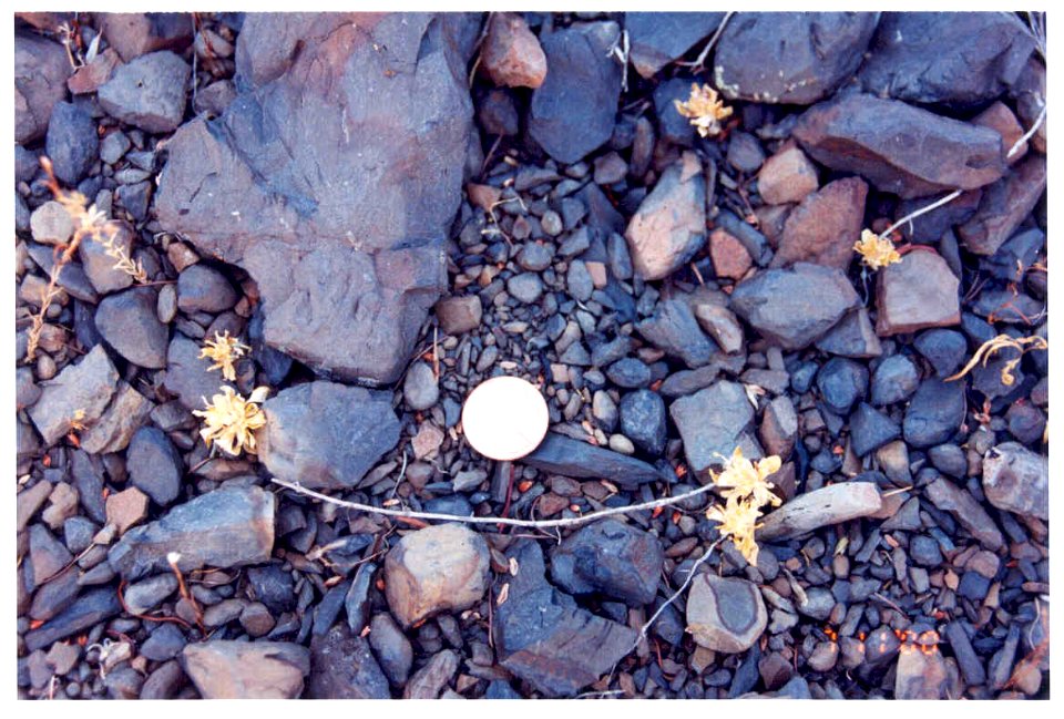 Dimeresia howellii desiccated in SW Idaho 2