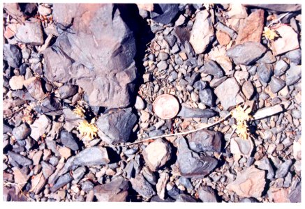 Dimeresia howellii desiccated in SW Idaho 1