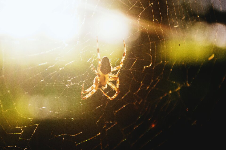Masuria spider summer