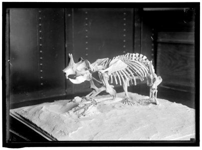 DINOSAUR SKELETON. LOC hec.03780