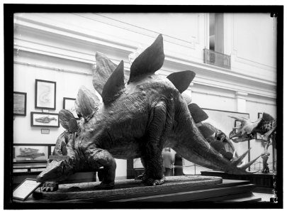 DINOSAUR. MOUNTED SPECIMEN IN SMITHSONIAN LCCN2016867235
