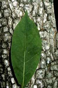 Diospyros virginiana NRCS-1
