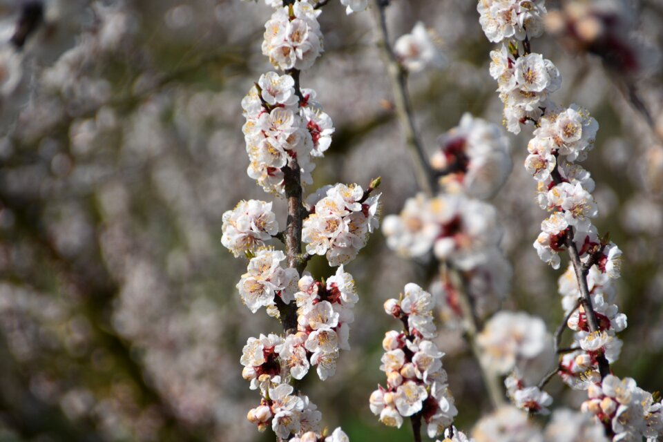 Flowers petal apricot blossom