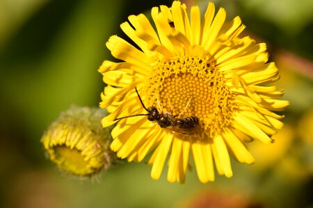 Bee pollinator botany photo