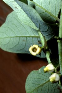 Diospyros virginiana NRCS-2