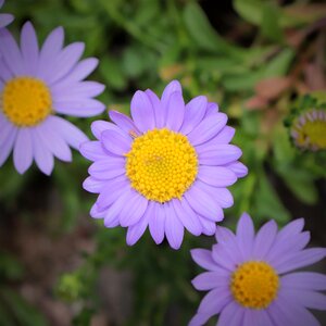 Plants nature the nature of the