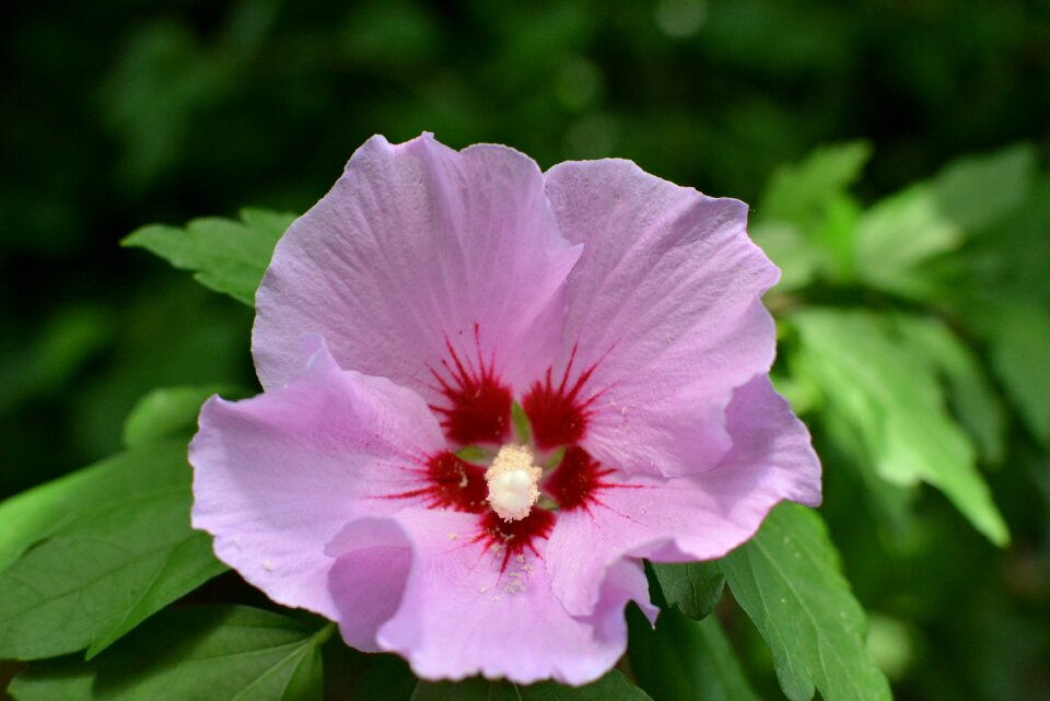 Hibiscus pink hibiscus hawaiibloem
