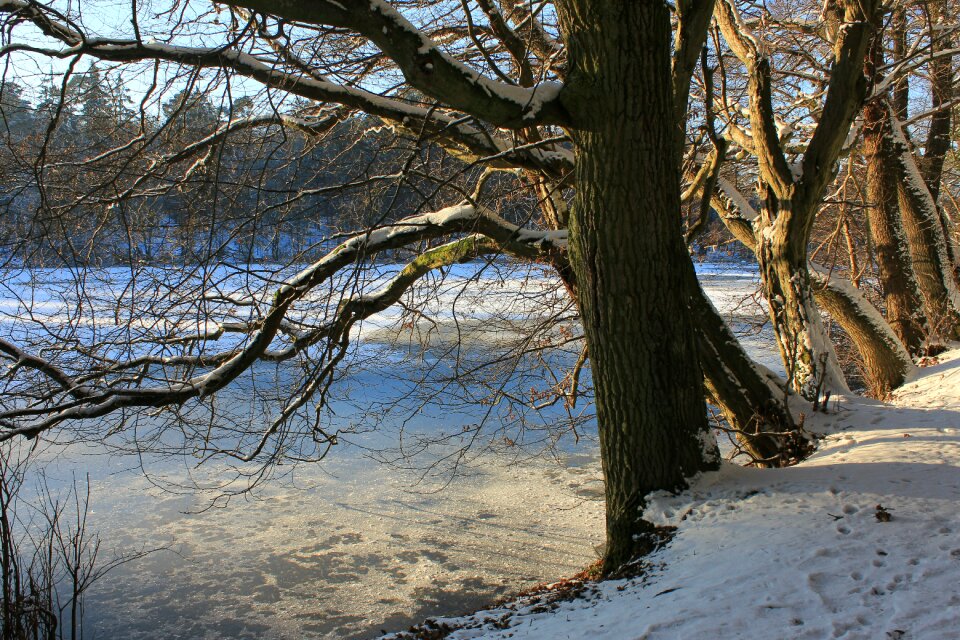 Tree nature landscape