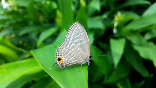 Nature insect summer