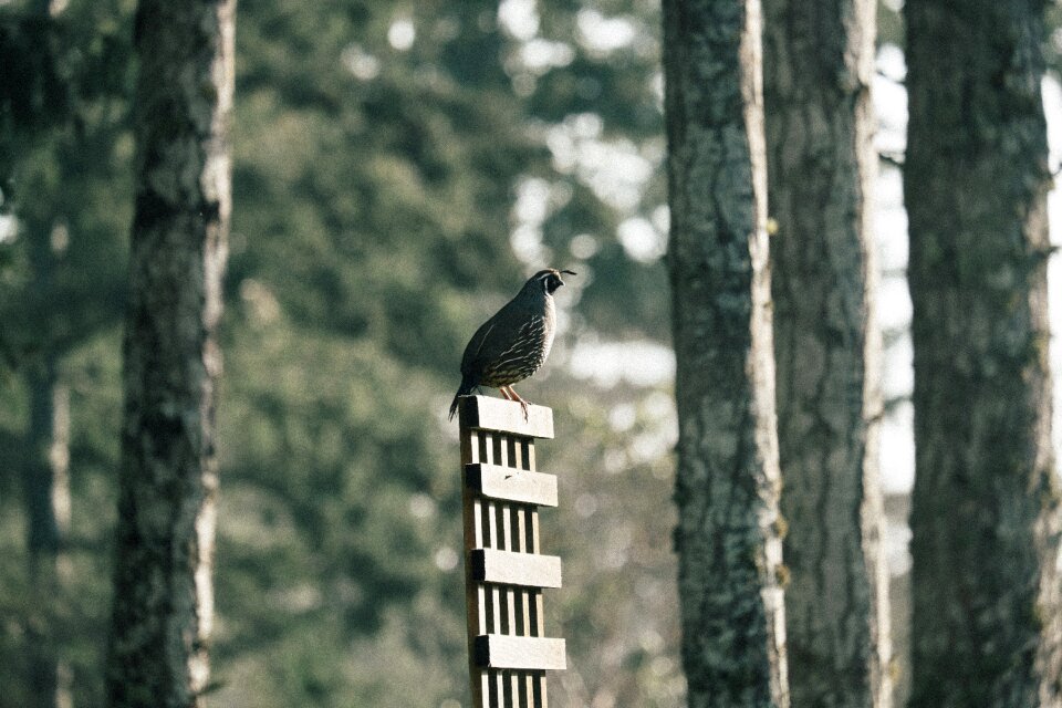 Animal fly woods