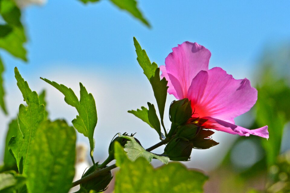Hibiscus pink hibiscus hawaiibloem