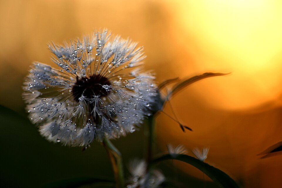 Nature dandelion living nature