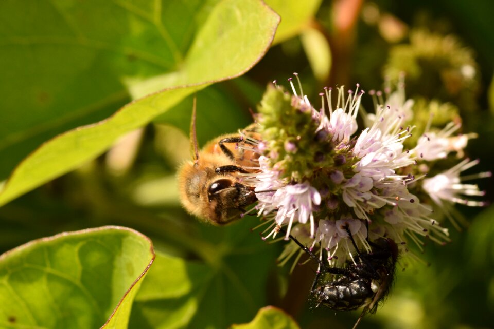 Nature plant garden