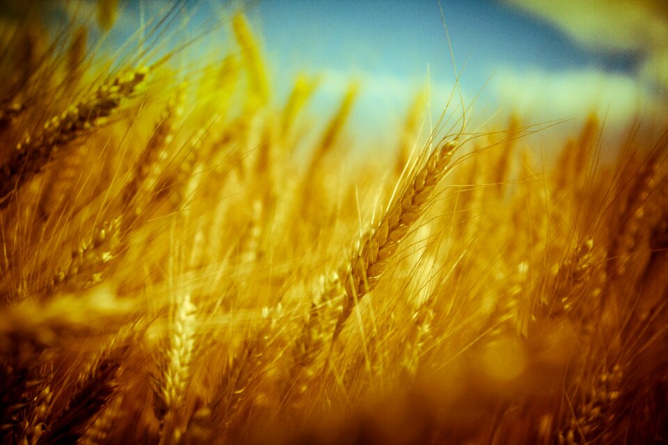 Crop summer autumn