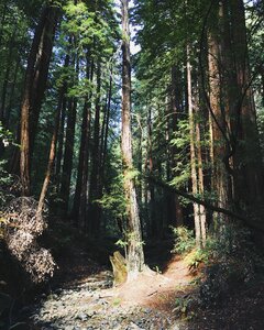 Trees leaves woods photo