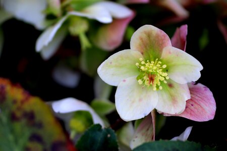 Leaf outdoors petal photo