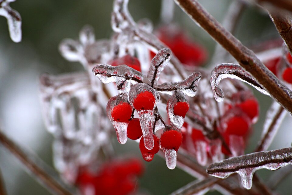 Winter berry hawthorn