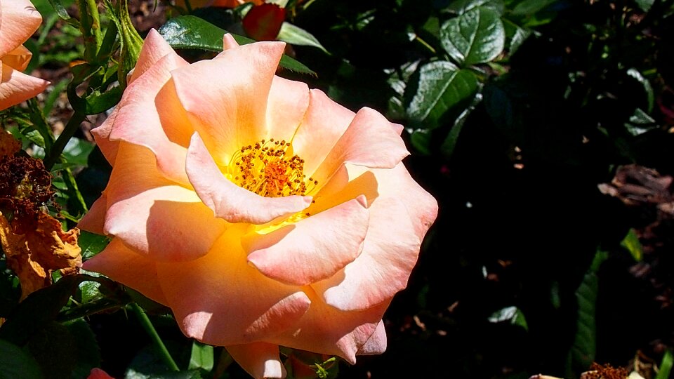 Rose petals pink rose the petals photo