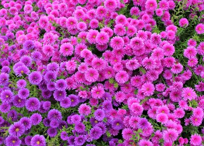 Screen flowers petal