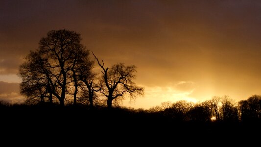 Tree sun sky photo