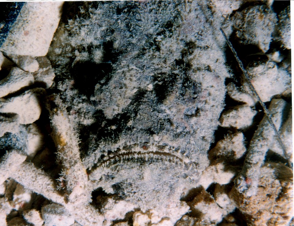 Disguised fish on Guam (reef098880818)