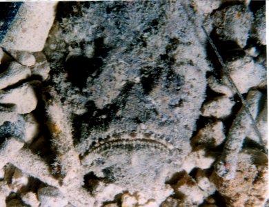 Disguised fish on Guam (reef098880818)