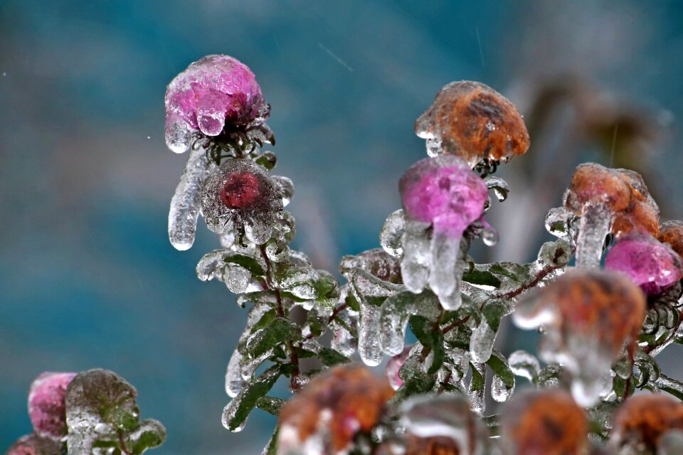 Tree plant flowers