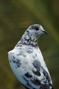 Pigeon bird black-white photo