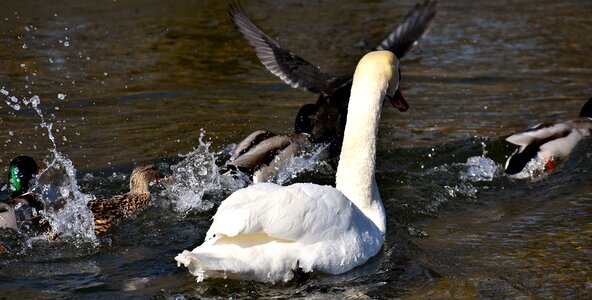 Ducks swans birds