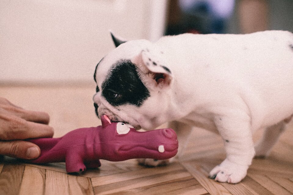 Bulldog canine cute