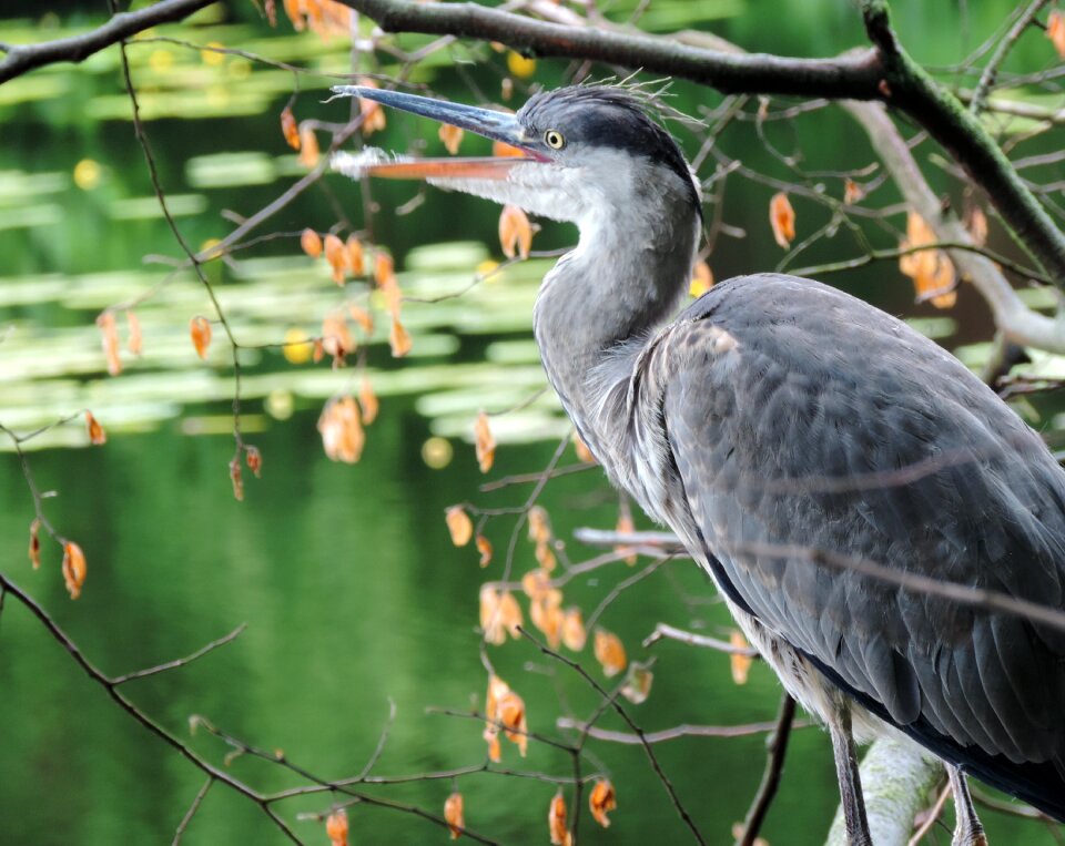 Grey heron animal world berlin