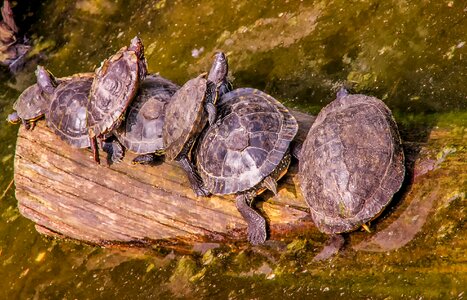 Animal reptile animal world