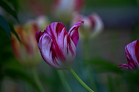 Nature plant tulip photo
