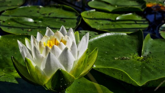 Nature lily water lilies
