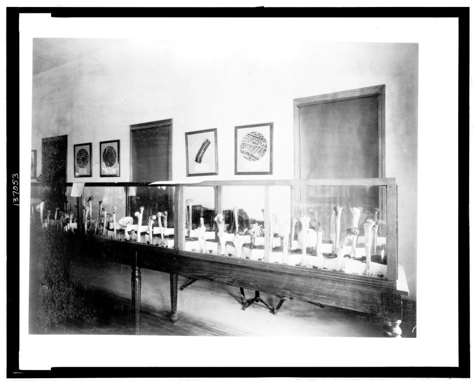 Display of human bones, probably by the U.S. Surgeon General, at the Chicago's World's Columbian Exhibition LCCN2006686298