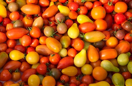 Elongated tomatoes food healthy