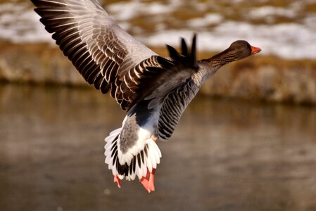 Bird water bird nature