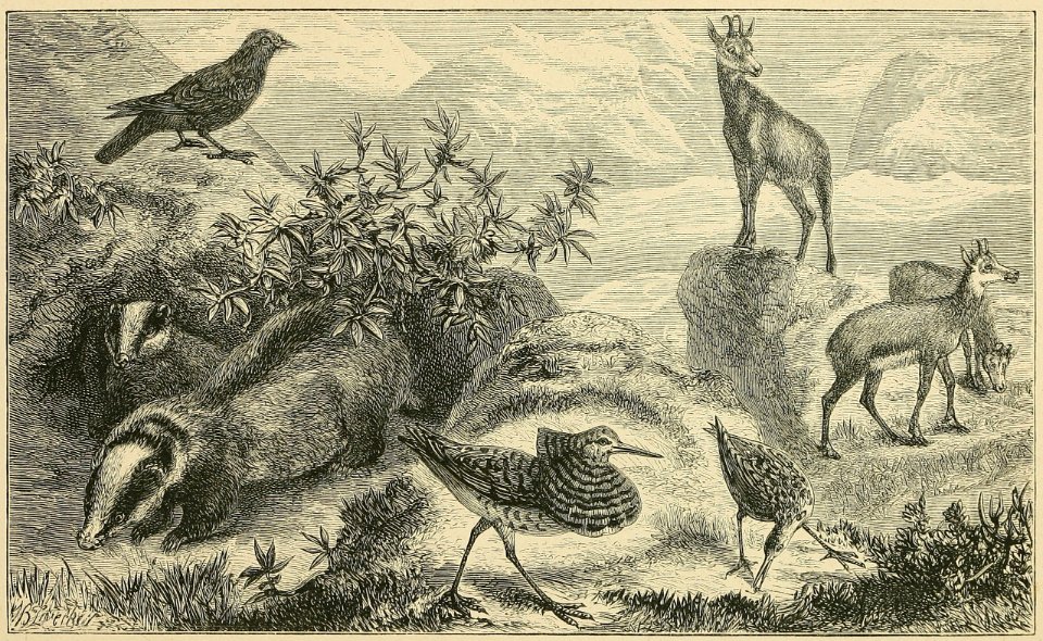 Distribution of Animals - Alps