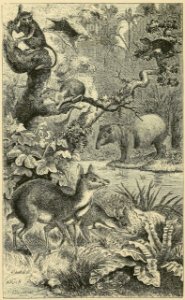 Distribution of Animals - Borneo