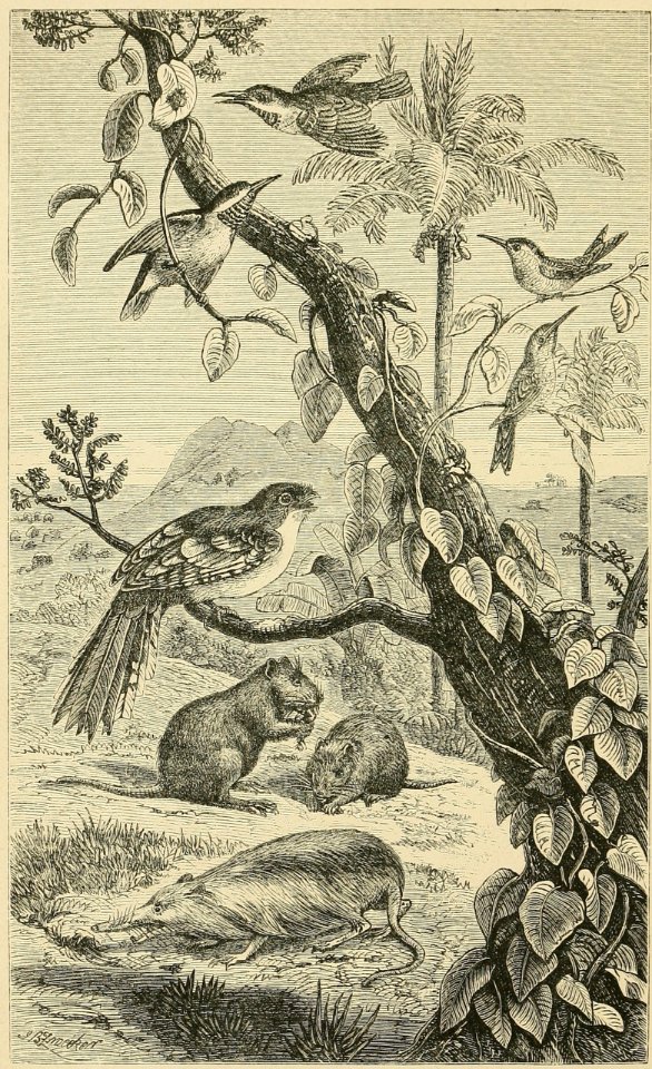 Distribution of Animals - Cuba