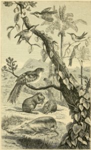 Distribution of Animals - Cuba