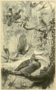 Distribution of Animals - Malaya
